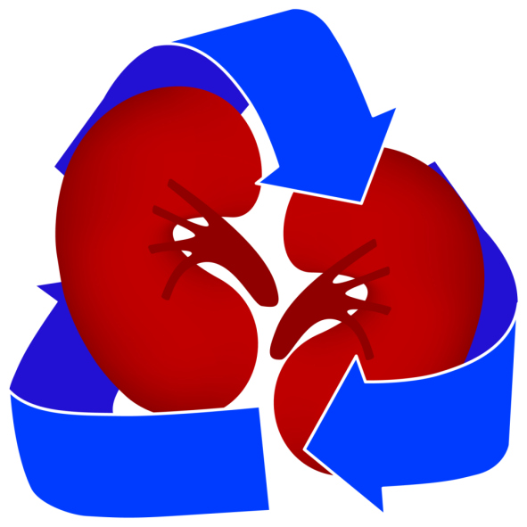 Kidney Medical Icon