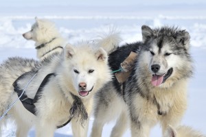 Husky sled dog in snow