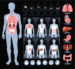 Organs in a human body
